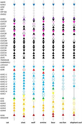 Comparative genomics of the Natural Killer Complex in carnivores